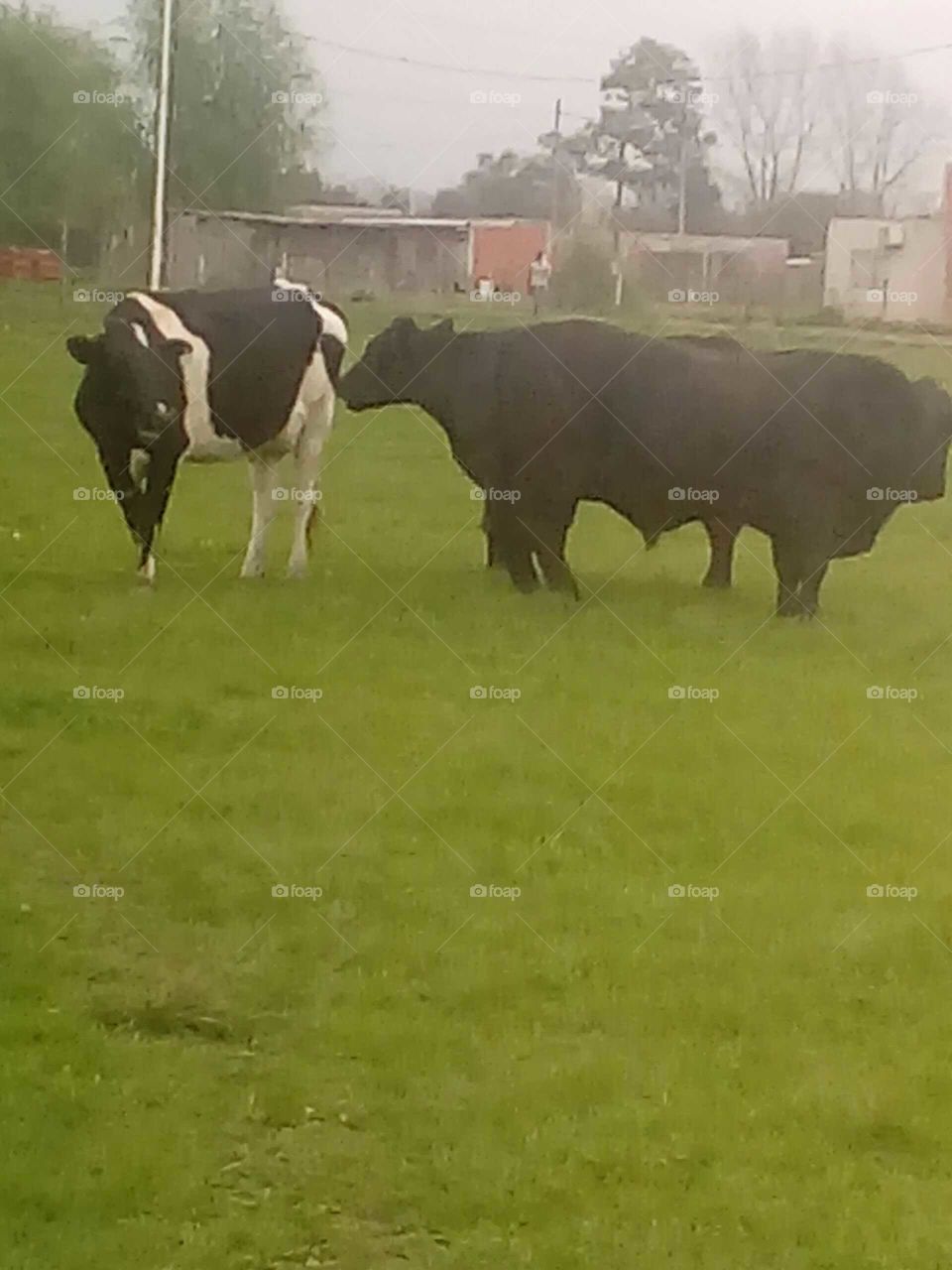 ganado bovino pastoreando en una plaza de pueblo