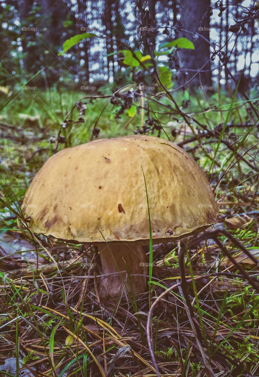 mushroom