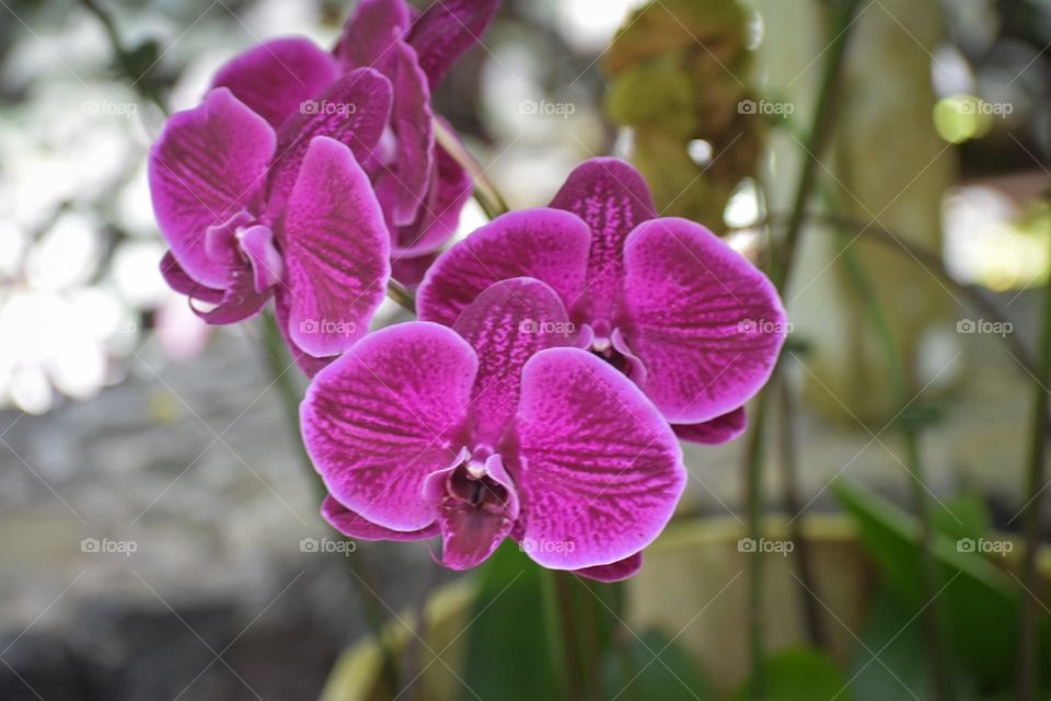 Bright pink orchids