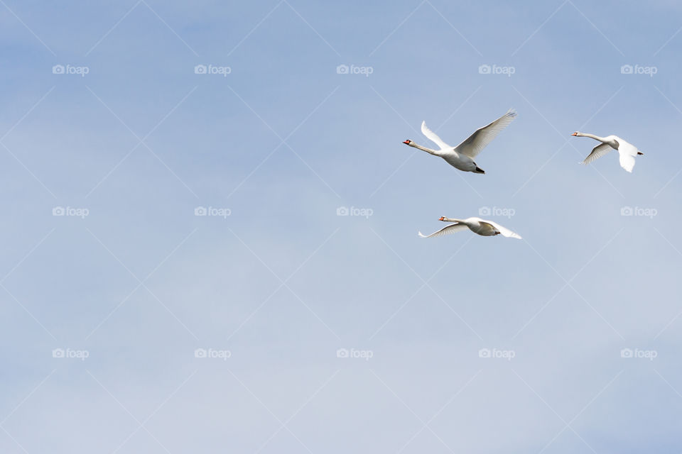 Three swans at flight in the sky, rule of odds 