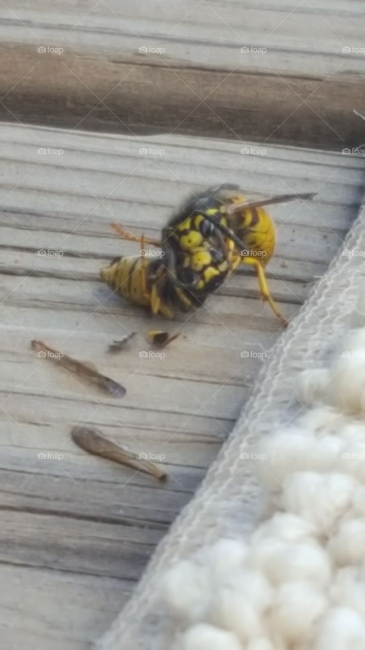 Nature, Insect, Wood, Animal, No Person