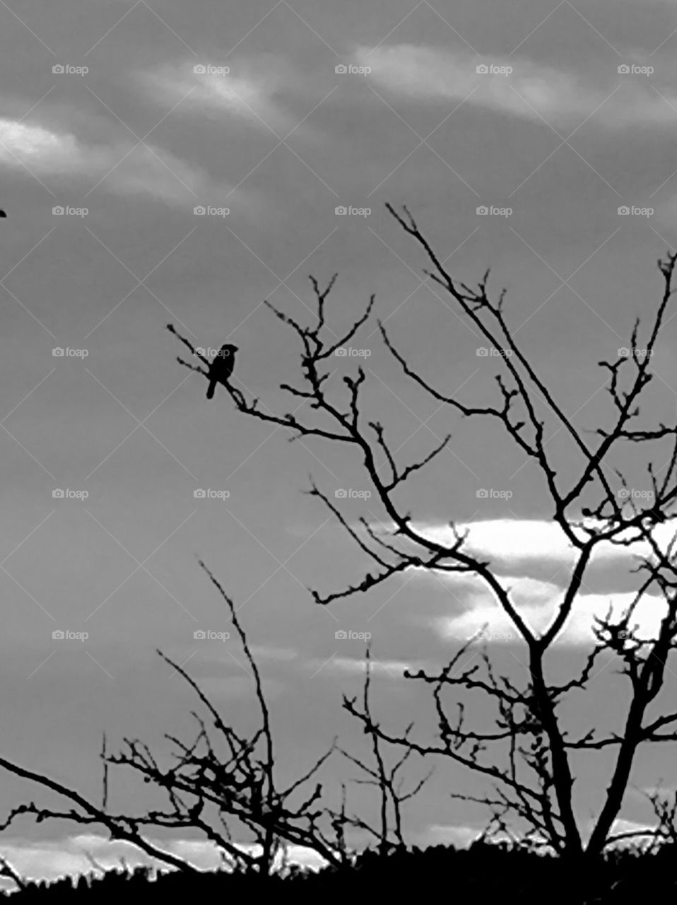 Bird on a Tree Branch 
