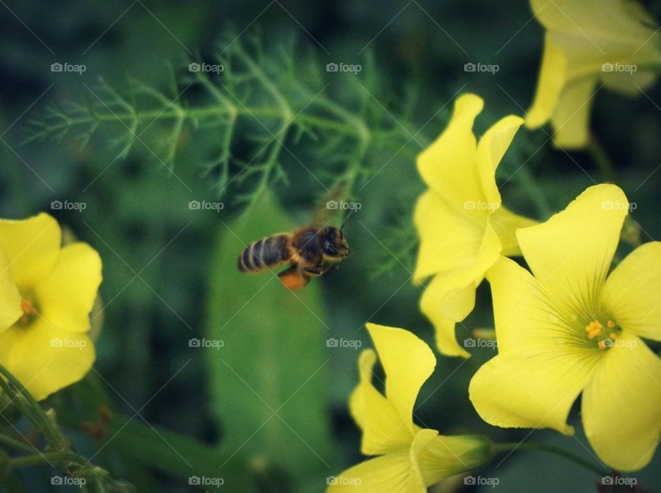 Bee#insect#flowers#color#nature