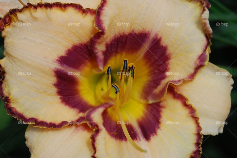 Directly above view of day lily