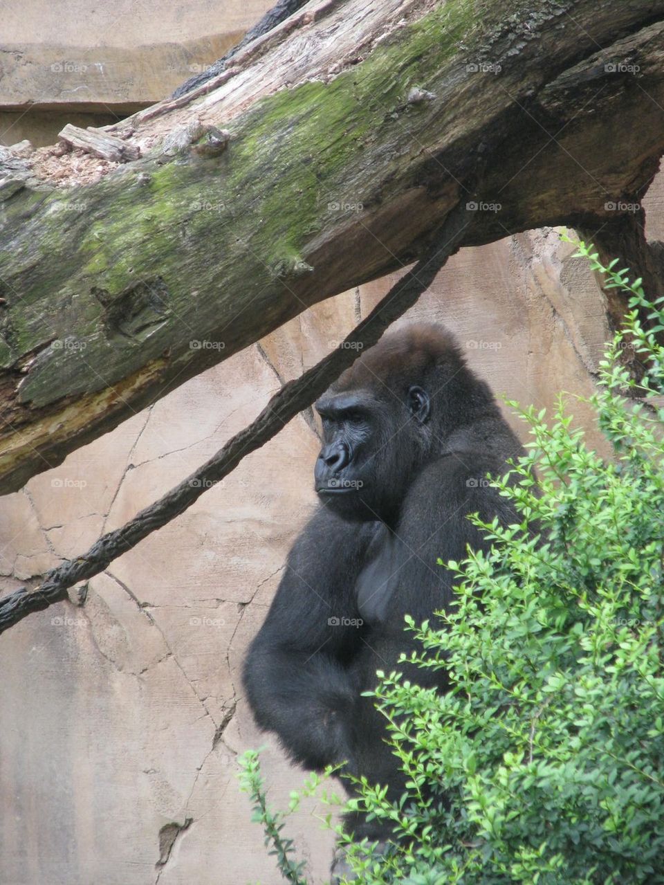 Gorilla 