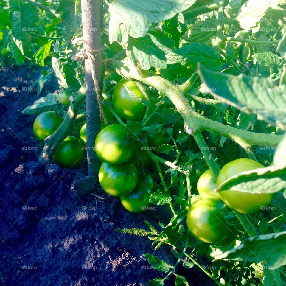 Tomato garden 