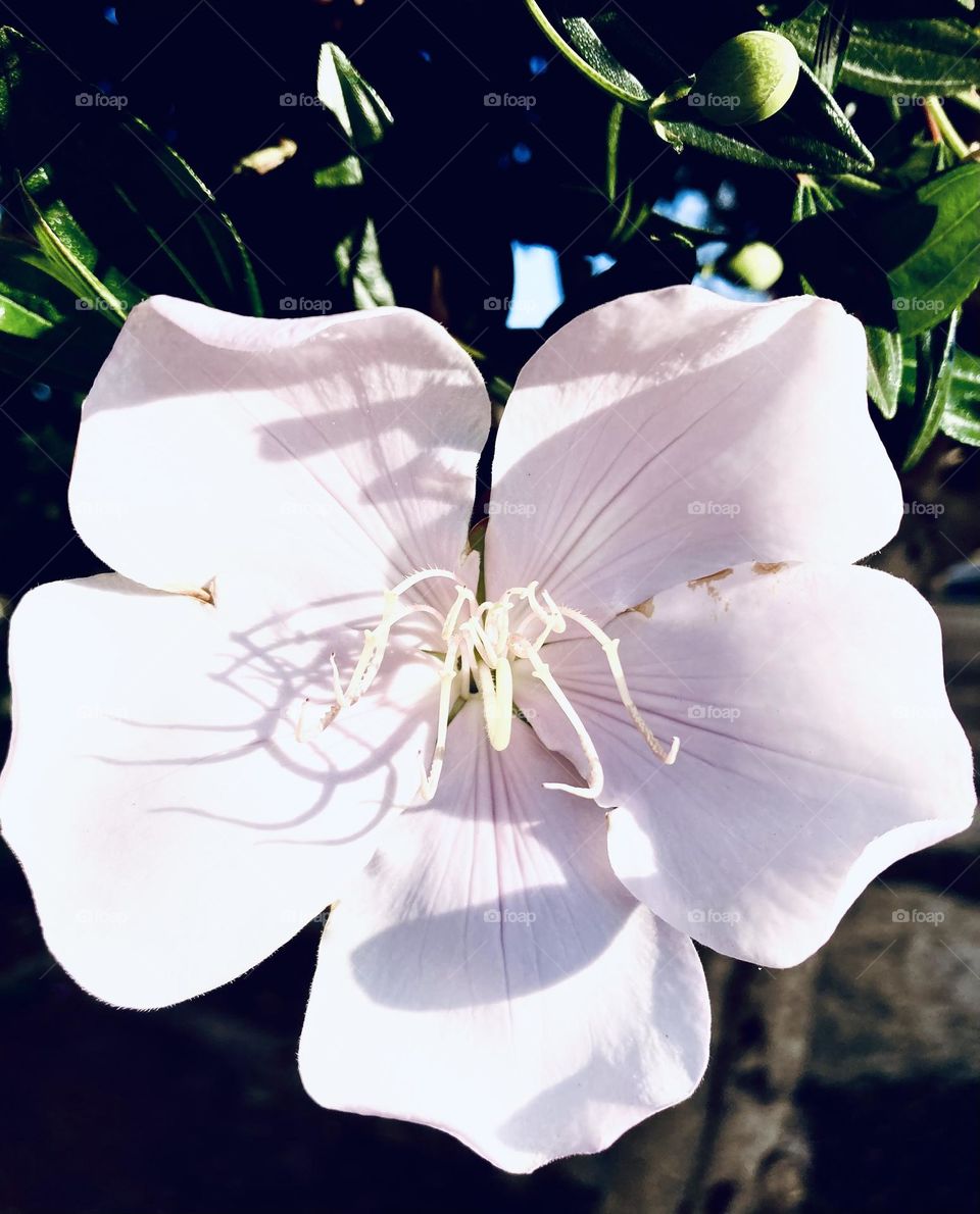 🌹 🇺🇸 Very beautiful flowers to brighten our day.  Live nature and its beauty. Did you like the delicate petals? / 🇧🇷 Flores muito bonitas para alegrar nosso dia. Viva a natureza e sua beleza. Gostaram das pétalas delicadas? 