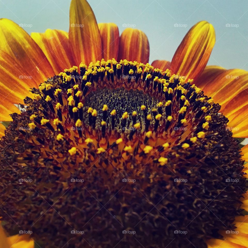 Close-up of a sunflowers
