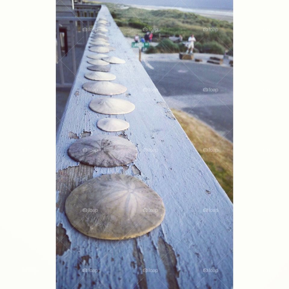 dad's sand dollars. My dad's battled cancer for 7 years now. The beach and his family are his two favorite things. He collected these gems.