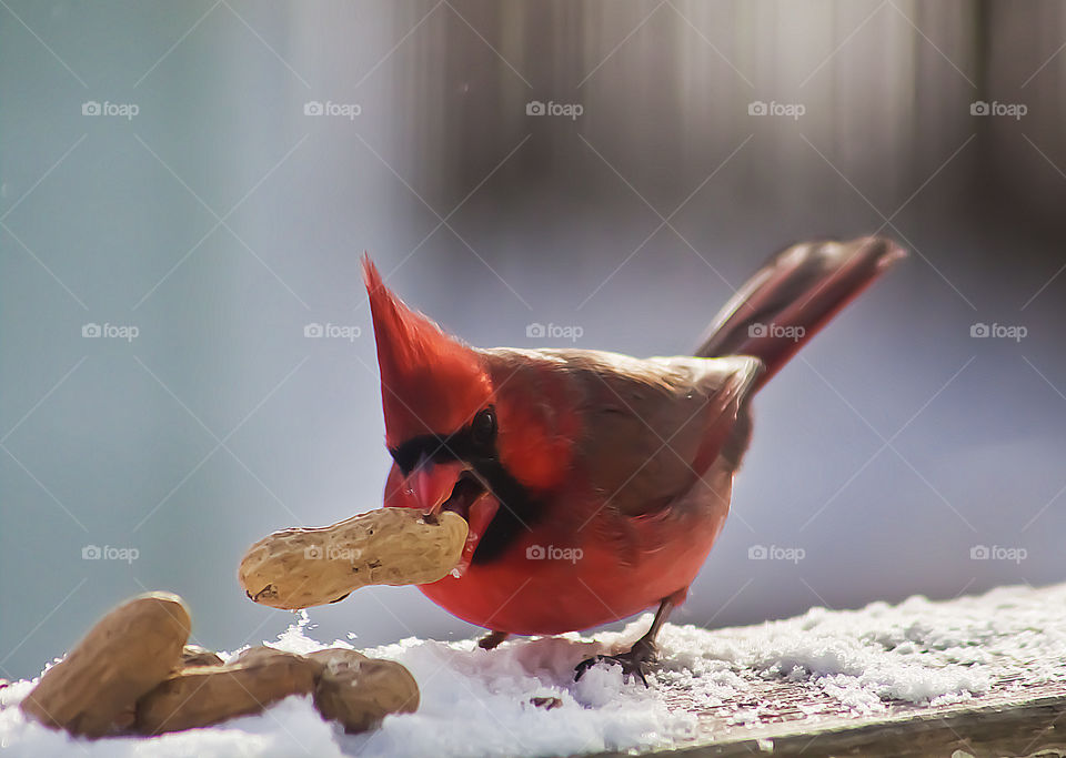 Cardinal And His Peanut