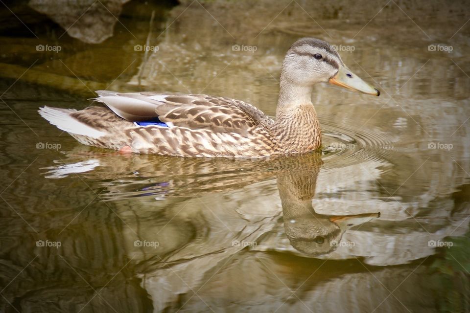 Summer Mallard