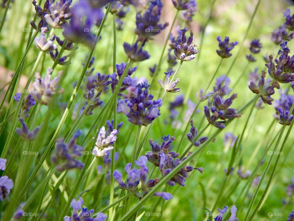 Lavender in macro, purple flower, summer plant 