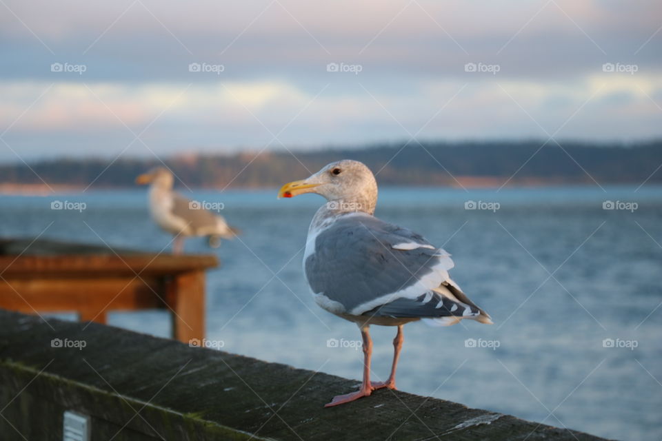 Seagulls on a dock 