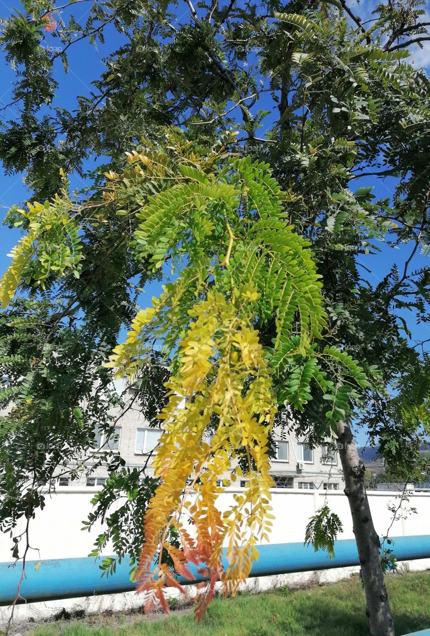 Autumn painted the foliage