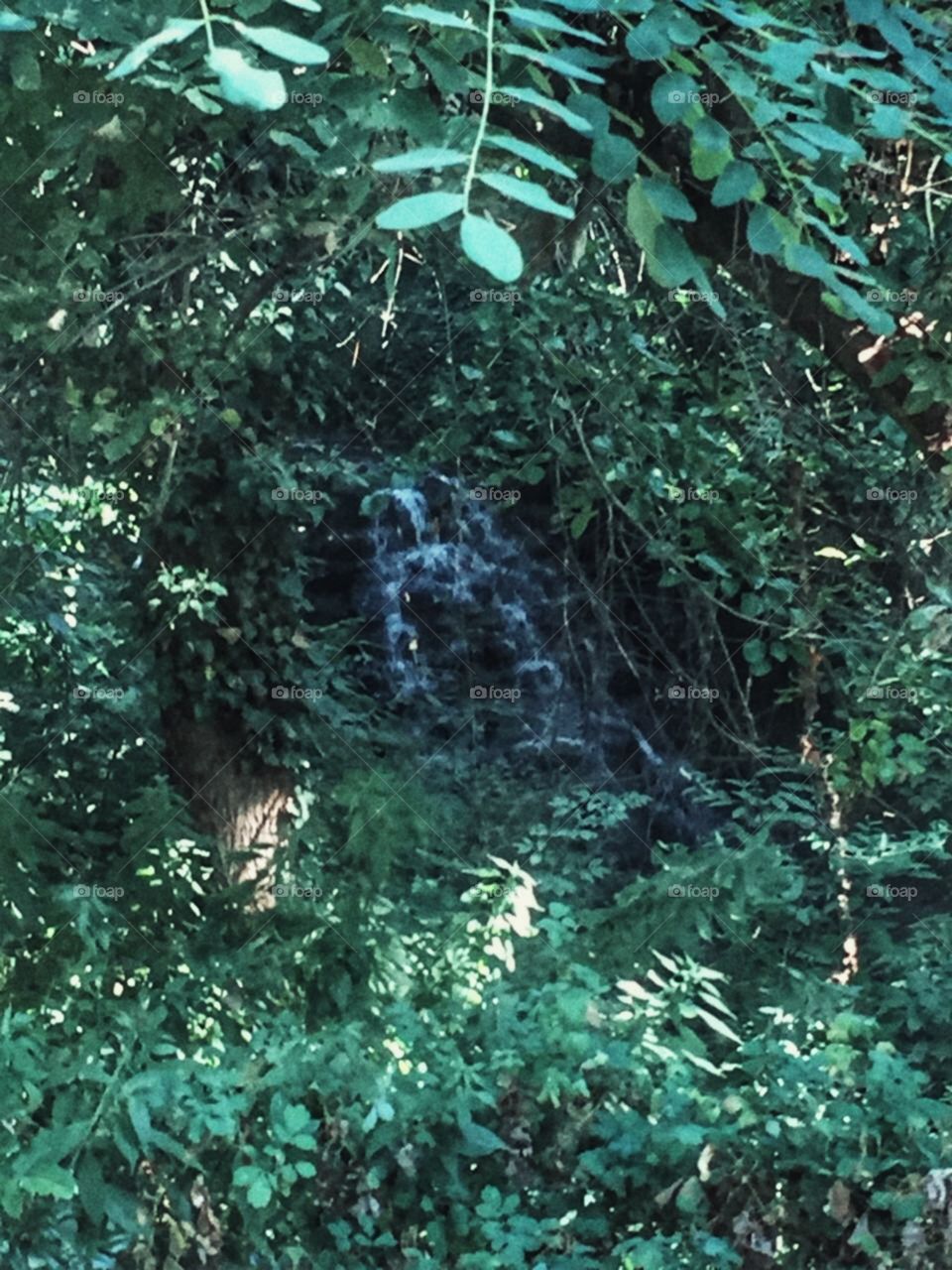 Corner in haven- water flow in the forest at Bulgaria