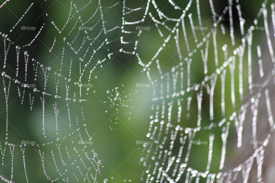 Web of Jewels