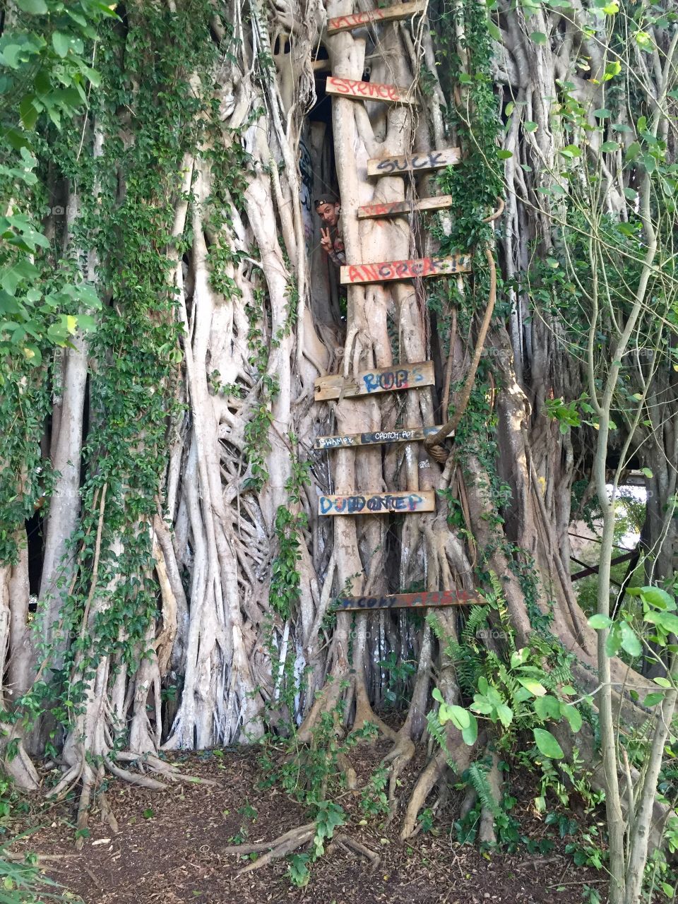 Wood, Nature, Tree, Leaf, Tropical