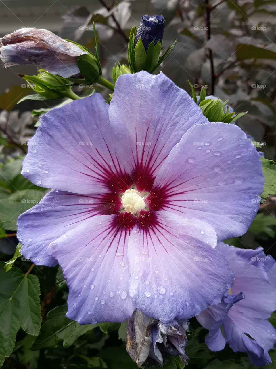 rose of sharon