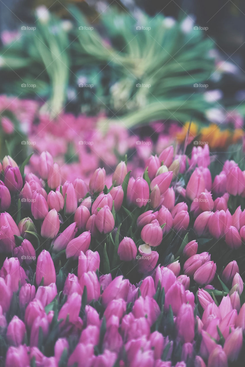 Plenty of beautiful pink tulips