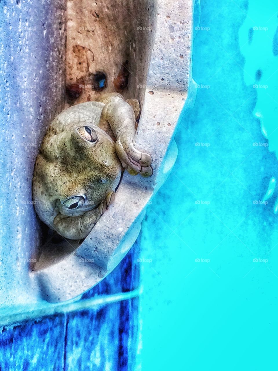 Relaxing by the pool. . Captured this photo of a frog that lives in one of the hand rails of my pool. It was relaxing next to the water fall. 