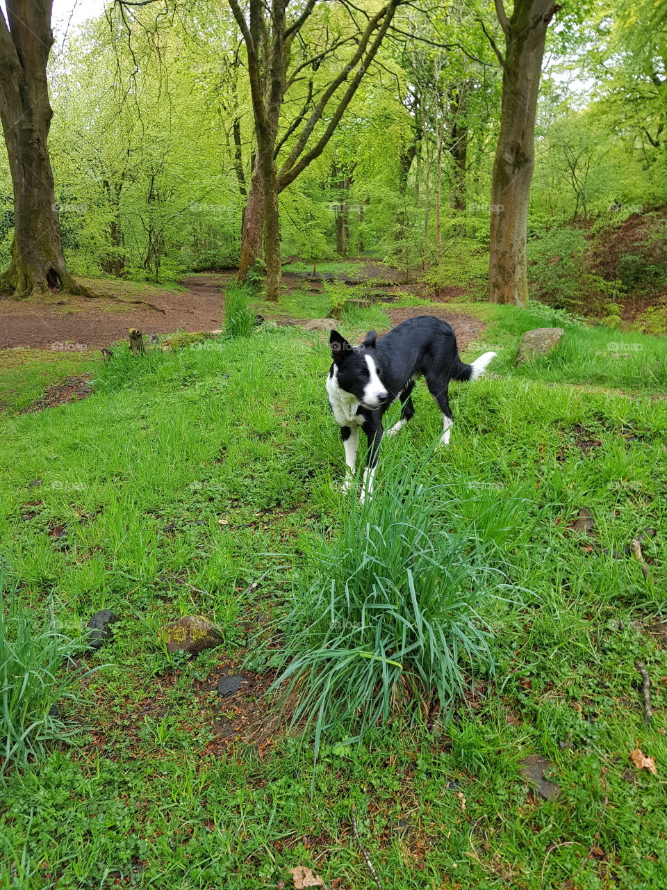 walks with my dog, loving life in scotland