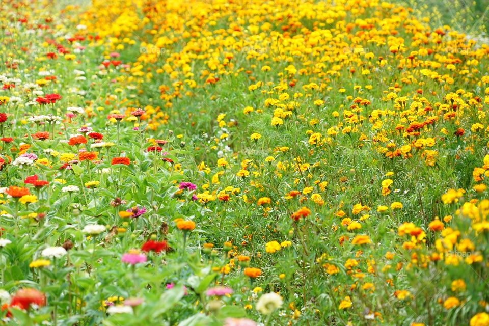 Wildflowers Of The California Coast