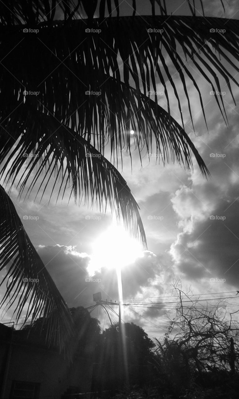 Beach, Tree, Monochrome, Sun, Sky
