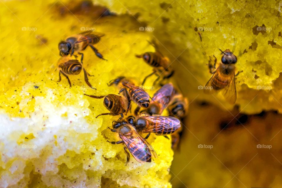Bees making honey