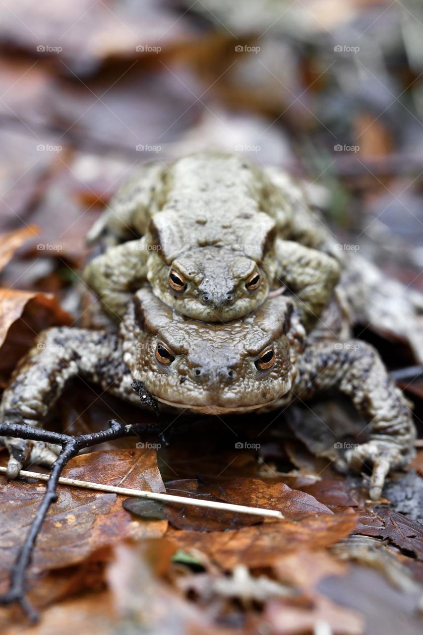 Close up or macro of two frogs mating