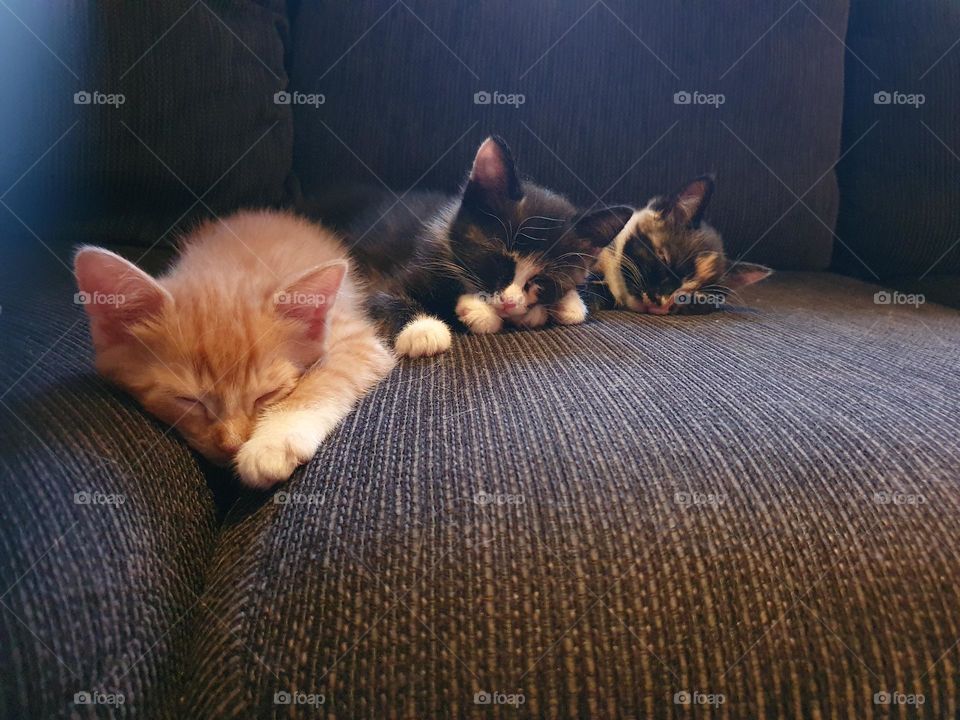 kittens sleep