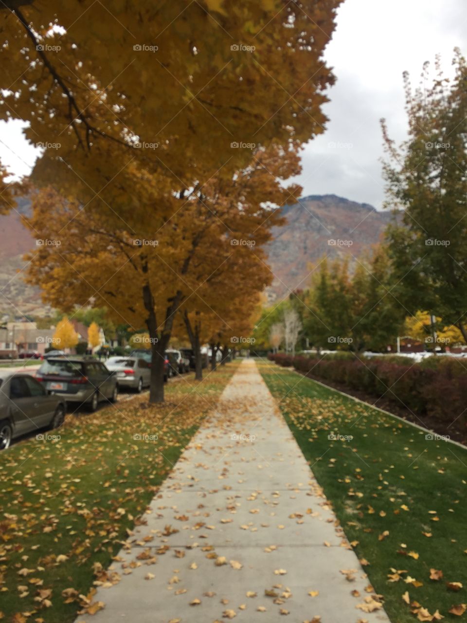 Brigham Young University’s walkways are littered with yellow leaves from fall trees // fall 2018