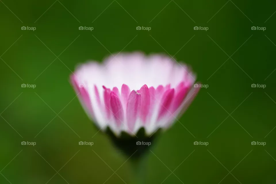 Flower in detail