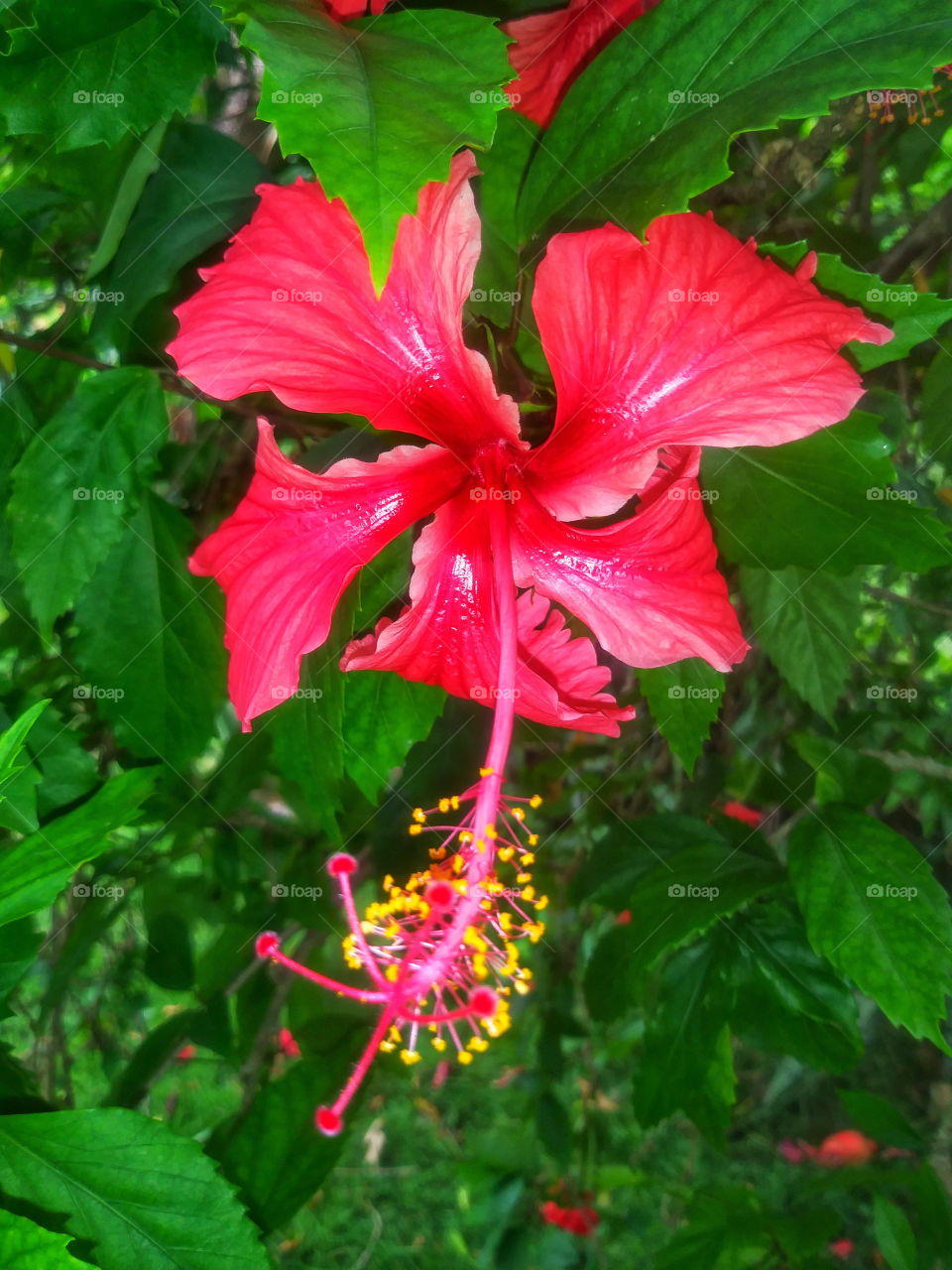 Red hibiscus flower