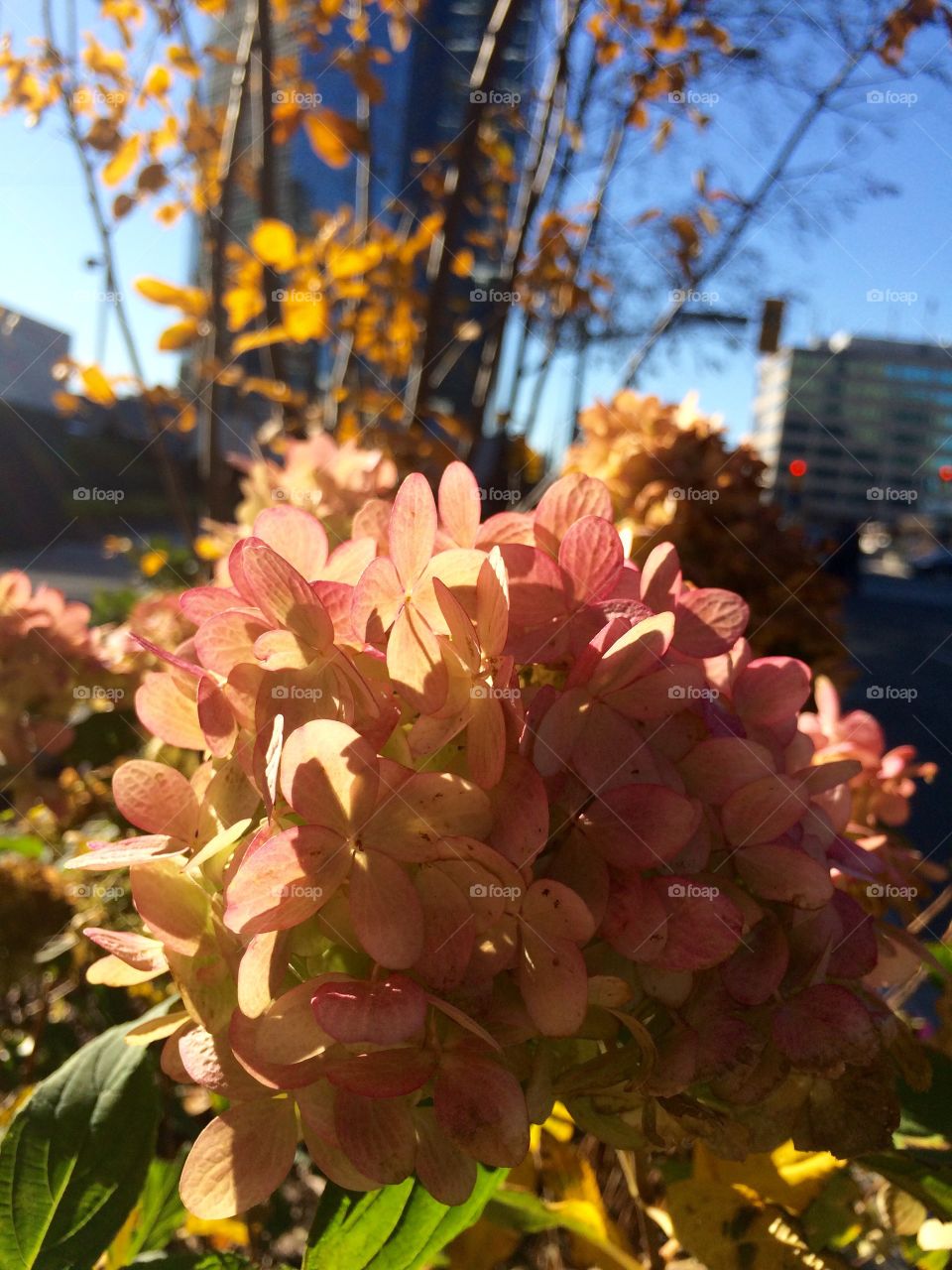 Flower closeup 