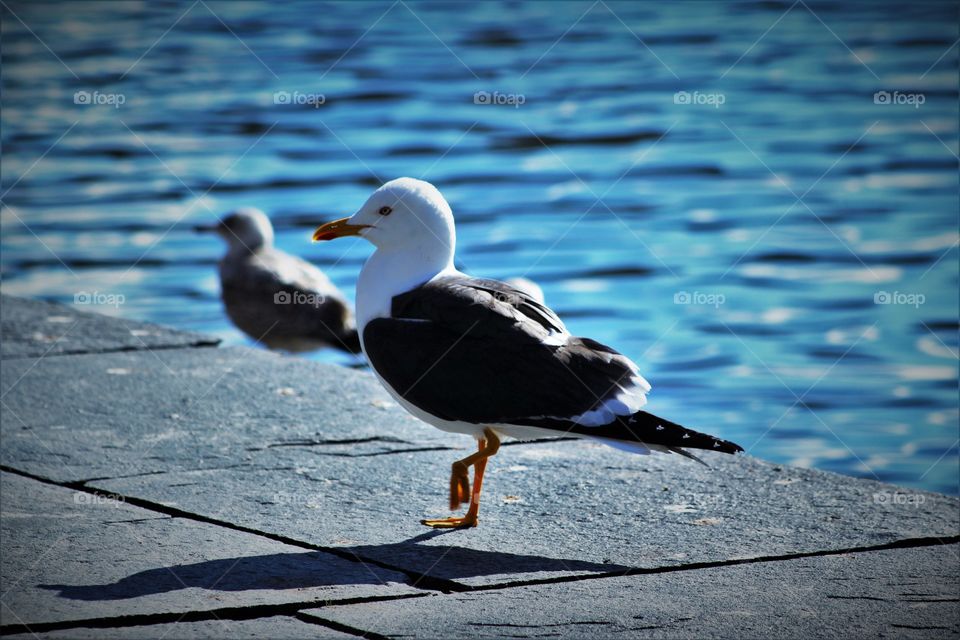 Seagull and its shadow
