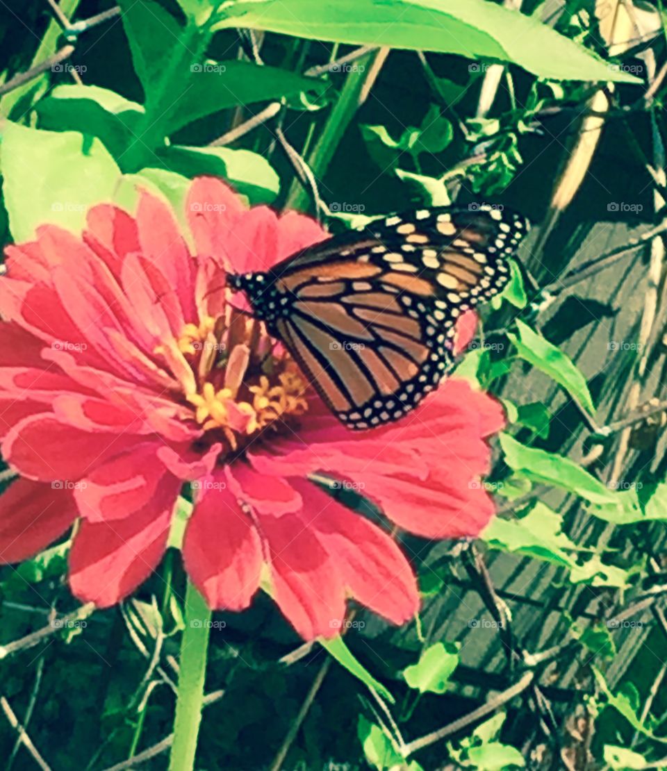 Zinnia and butterfly 