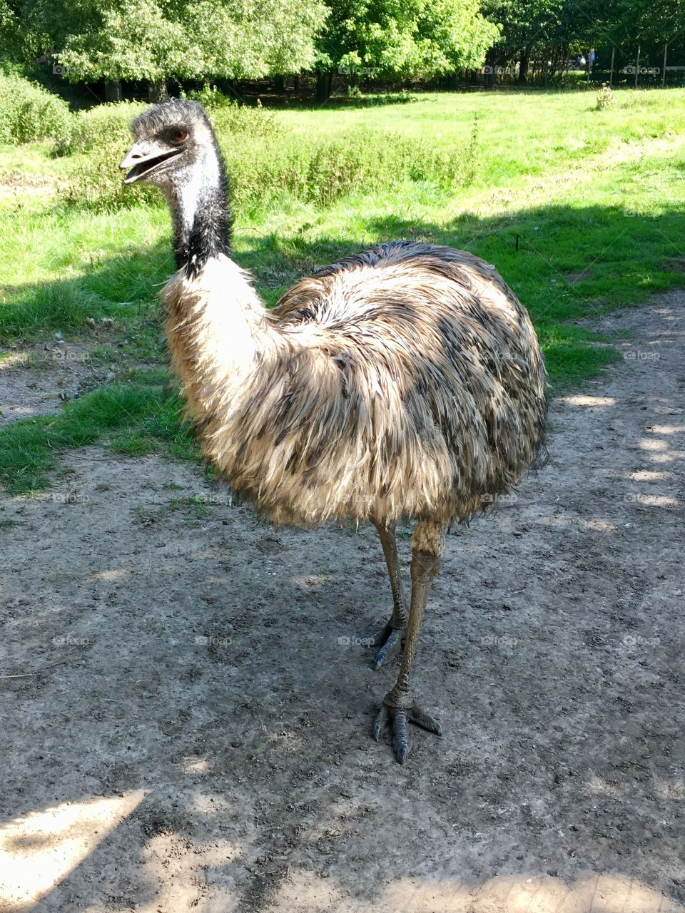 Ostriches 