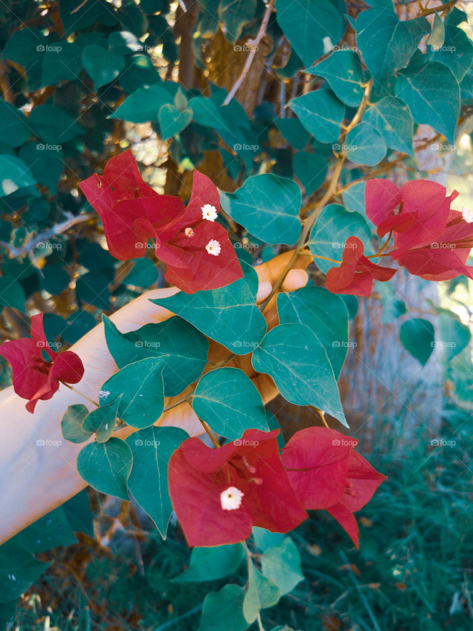 Small flowers and colorful leaves.