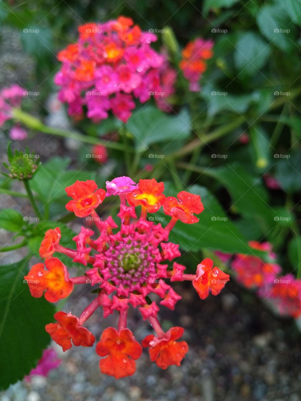 Beautiful red Lantana camara flower in bloom
