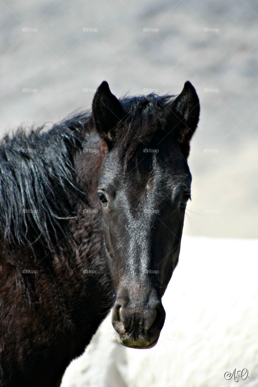 Black Beauty