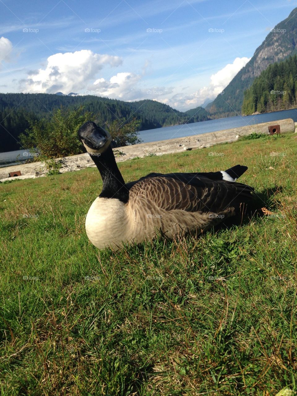 Canada goose on Buntzen lake near Vancouver, British Columbia Canada 