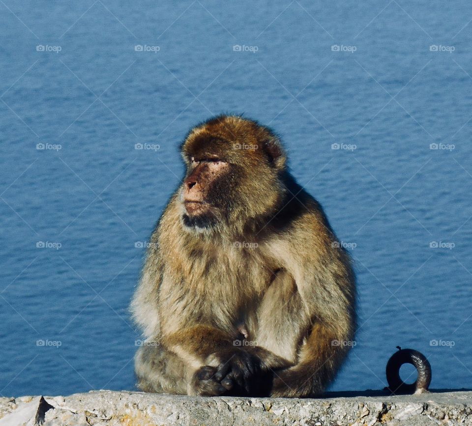 Gibraltar macaque 