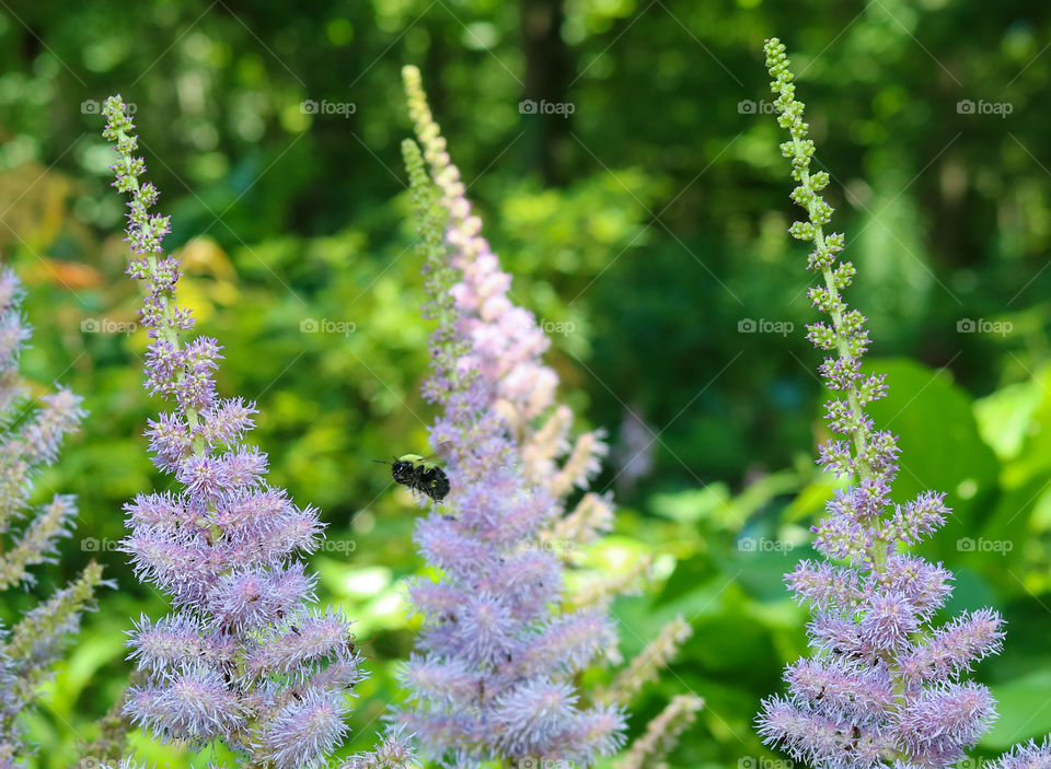 Bee in bush