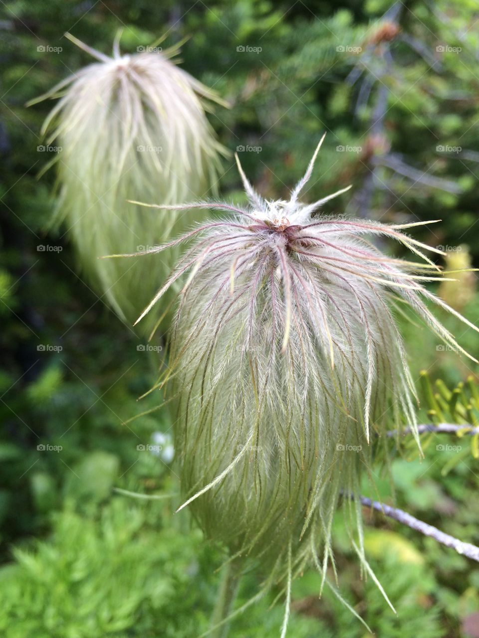 Walking through a forest trail I spotted this unusual flower Pod and had to take a close up....