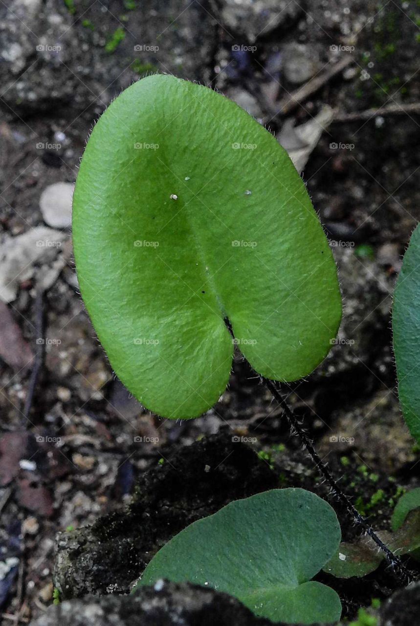 single leaf