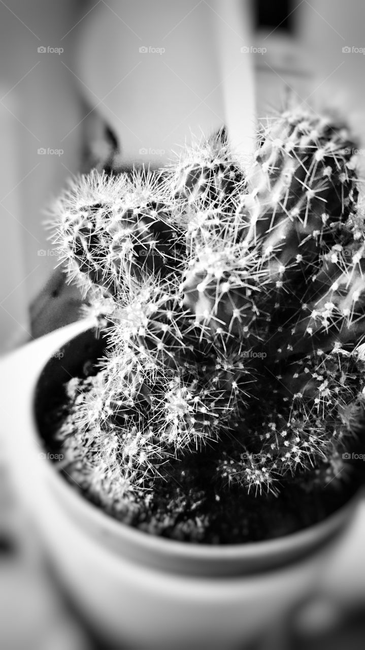 Cactus