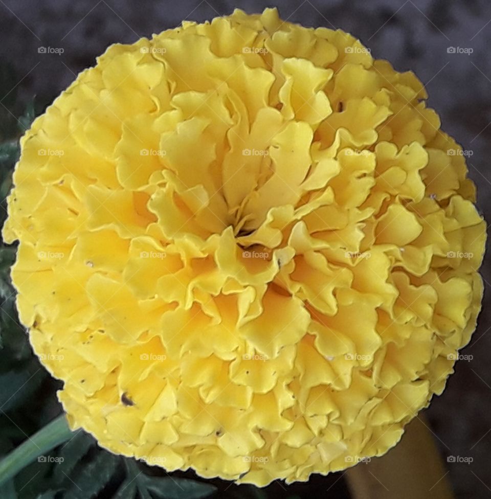 beautiful yellow marigold flowers of our garden