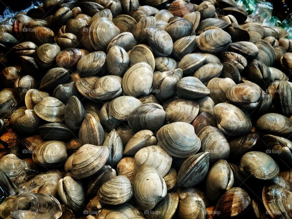 A large harvest of clams ready for market