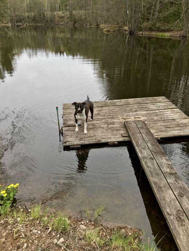 Dog nature