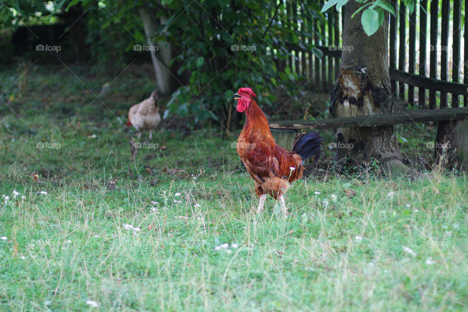 Rooster 